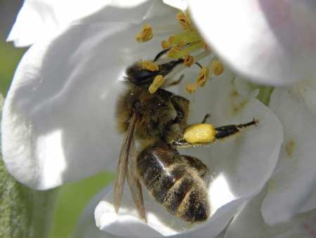Kolejne środki na zakup sadzonek drzew miododajnych i węzy pszczelej